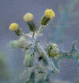 ΒΙΟΛΟΓΙΑ ΚΑΙ ΟΙΚΟΛΟΓΙΑ ΖΙΖΑΝΙΩΝ 7 Μαρτιάκος (Senecio vulgaris, Asteraceae) Ο µαρτιάκος είναι ετήσιο, χειµερινό, δικοτυλήδονο φυτό µε όρθια έκφυση και φθάνει µέχρι το ύψος των 40 cm.