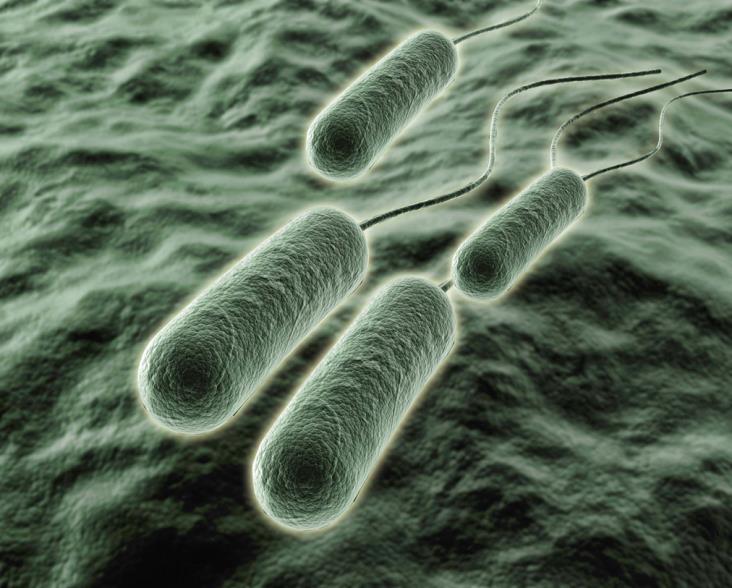 Pseudomonas aeruginosa ΕΛΟΤ ΕΝ ISO 16266:2009 Περιβαλλοντική εξάπλωση (νερό, έδαφος, λύματα), ολιγοτροφικά. Στο νερό αλλοιώνουν τις οργανοληπτικές ιδιότητες.