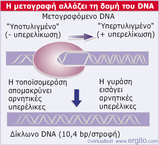 υπερελικωμένο DNA μπροστά από την