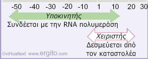 Πως ο καταστολέας εμποδίζει την RNA πολυμεράση?