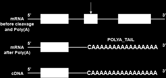 Σχηματισμός Poly(A) ουράς σινιάλο