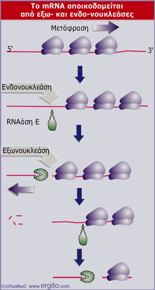 Εικόνα 5.20 Η αποικοδόμηση του βακτηριακού mrna είναι μια διαδικασία δύο σταδίων. Οι ενδονουκλεολυτικές διασπάσεις προχωρούν από το 5 προς το 3 άκρο, πίσω από τα ριβοσώματα.
