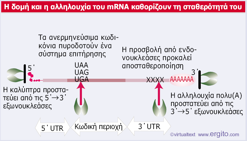 Εικόνα 5.21 Οι τροποποιήσεις των άκρων του mrna το προστατεύουν από την αποικοδόμηση.