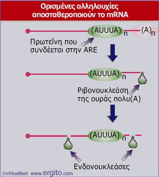 Genes VIII - Ακαδημαϊκές Εκδόσεις 2004 Κωδική περιοχή AU rich element Εικόνα 5.