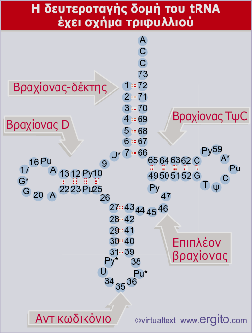 Εικόνα 5.4 Η διάταξη σε σχήμα τριφυλλιού του trna έχει σταθερές και ημισταθερές βάσεις και μια συντηρημένη ομάδα αλληλεπιδράσεων μεταξύ ζευγών βάσεων.