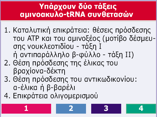 Genes VIII - Ακαδημαϊκές Εκδόσεις 2004 Εικόνα 7.