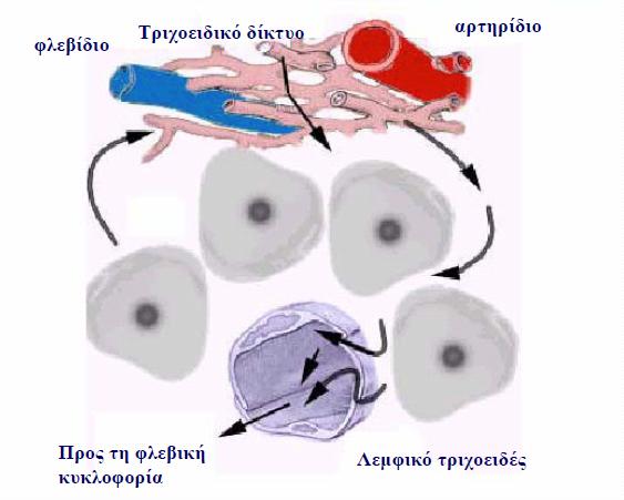 Παροχέτευση υγρού