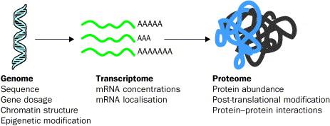 transcriptome Ευρείας κλίμακας μετρήσεις συγκέντρωσης του RNA Αλληλούχιση (RNA-seq) Μικροσυστοιχίες