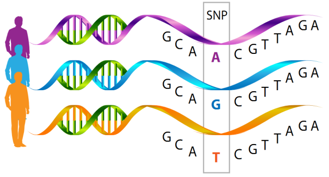 Εφαρμογές Single Nucleotide Polymorphism (SNP) σημειακοί νουκλεοτιδικοί πολυμορφισμοί Family-based linkage studies αναγνώριση γονιδίων που