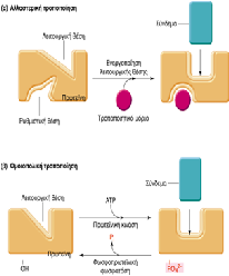 Δύο θέσεις δέσμευσης στην πρωτεΐνη (ρυθμιστική και λειτουργική θέση) Αλλαγή στο σχήμα της λειτουργικής θέσης της πρωτεΐνης οδηγεί σε αύξηση ή μείωση της χημικής συγγένειας Μεταβολή της δραστικότητας