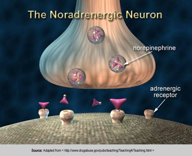 Νοραδρεναλίνη Αδρεναλίνη Συμπαθητικό Σύστημα Μεταγαγγλιακά νεύρα