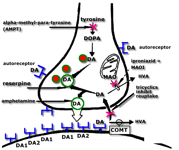 Ντοπαμίνη RECEPTOR SUBTYPE RECEPTOR-EFFECTOR COUPLING MOTIF (IR/GPCR) Dopamine D 1, 5 GPCR/Gs: camp D