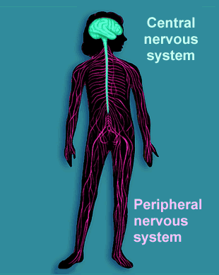 Νευρικό Σύστημα ΠΝΣ ΚΝΣ Προσαγωγό αισθητικοί (sensory) νευρώνες Απαγωγό