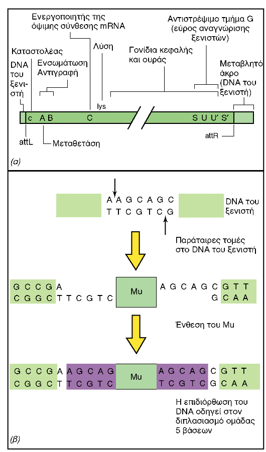 ΒΑΚΤΗΡΙΟΦΑΓΟΣ MU Ηπιος φάγος, δίκλωνος DNA ιός, εικοσαεδρική κεφαλή, ελικοειδή ουρά και 6 ουριαία ινίδια Αντιγράφεται ως μεταθετό στοιχείο Mutator: προκαλεί μεταλλάξεις στο γονιδίωμα του ξενιστή