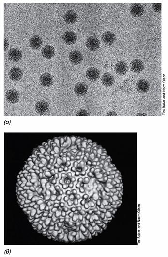 ΡΕΟΪΟΙ respiratory (αναπνευστικό)+ enteric (εντερικό)+ orphan (ορφανό) -ds RNA -RNA-εξαρτώμενη RNA πολυμεράση Κατατετμημένο γονιδίωμα Εικόνα 16.