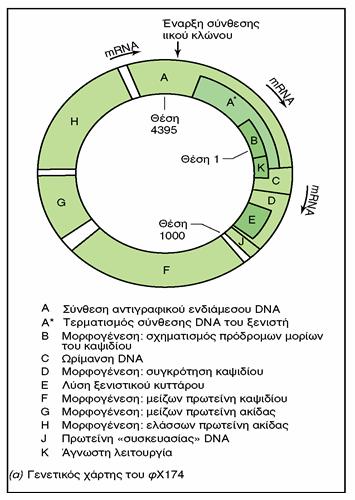 ΒΑΚΤΗΡΙΟΦΑΓΟΙ ssdna Η μεταγραφή γονιδιώματος προϋποθέτει σύνθεση συμπληρωματικού DNA Συσκευάζουν μόνο DNA(+).