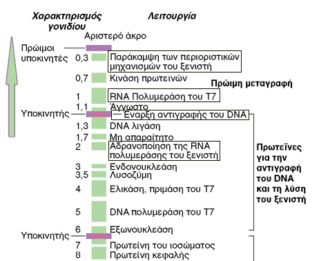 ΒΑΚΤΗΡΙΟΦΑΓΟΙ dsdna Εικοσαεδρικό ιόσωμα με πολύ μικρή ουρά π.χ T7 92% γονιδιώματος κωδικεύει πρωτεϊνες, 39.