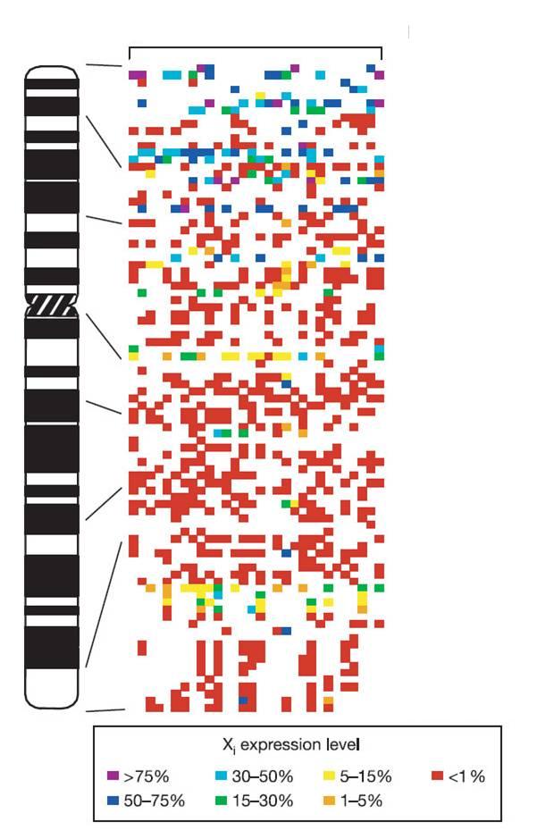 Gene expression levels from normal X i chromosomes. Each gene is linearly arrayed and approximate correspondence to chromosome location is indicated.