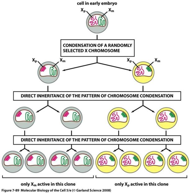 Dosage compensation(αντιστάθμιση δόσης χρωμοσώματος Χ) Σωμάτιο Barr: συμπυκωμένο, αδρανοποιημένο Χ.