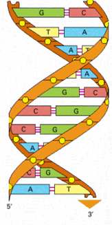 ΑΝΑΚΑΛΥΨΗ ΤΗΣ ΙΠΛΗΣ ΕΛΙΚΑΣ ΤΟΥ DNA εδοµένα που οδήγησαν στη µεγαλύτερη ανακάλυψη του 20ου αιώνα: αιώνα O
