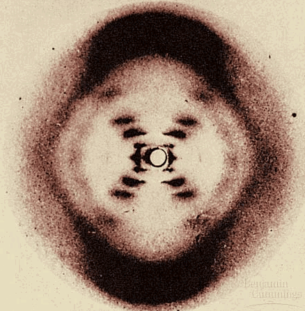 Αποτελέσµατα από την απεικόνιση του µορίου του DNA µε χρήση ακτίνων--χ ακτίνων Βοήθησαν στην ανακάλυψη της