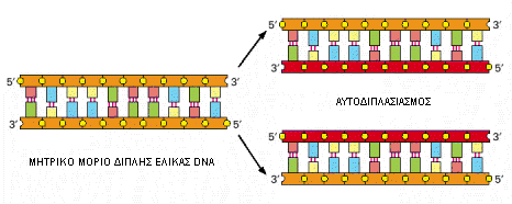 MONTEΛO ΤΗΣ ΙΠΛΗΣ ΕΛΙΚΑΣ ΚΑΤA Watson & Crick Οι δύο αλυσίδες ενός µορίου DNA είναι συµπληρωµατικές Η αλληλουχία της µιας αλυσίδας καθορίζει την αλληλουχία της άλλης Η συµπληρωµατικότητα έχει τεράστια