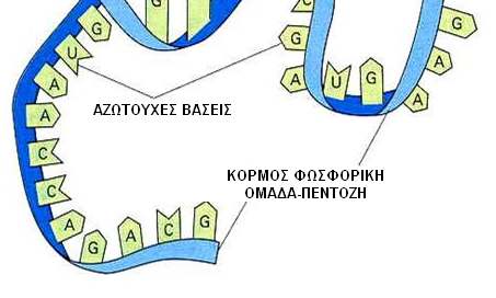 ΠΟΛΥΝΟΥΚΛΕΟΤΙ ΙΚΗ ΑΛΥΣΙ Α ΤΟΥ RNA Το µονόκλωνο RNA έχει ένα