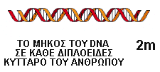 ΓΕΝΕΤΙΚΟ ΥΛΙΚΟ ΤΩΝ ΕΥΚΑΡΥΩΤΙΚΩΝ ΚΥΤΤΑΡΩΝ Έχει µεγαλύτερο µήκος από των προκαρυωτικών Το συνολικό DNA δεν είναι ένα ενιαίο µόριο DNA αλλά αποτελείται από πολλά γραµµικά δίκλωνα µόρια DNA Ο αριθµός και