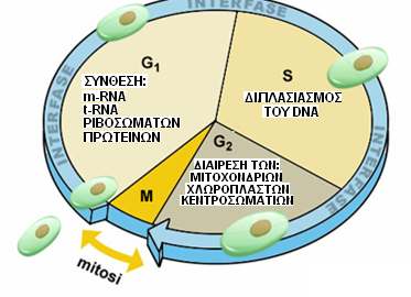 Κυτταρικός κύκλος ΚΥΚΛΟΣ ΖΩΗΣ ΤΟΥ ΚΥΤΤΑΡΟΥ Το χρονικό διάστηµα που µεσολαβεί µεταξύ δύο διαδοχικών