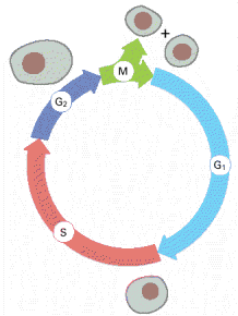 µιτωτικών διαιρέσεων Αντιπροσωπεύει το 90%-95% 95% της διάρκειας του κυτταρικού κύκλου Το κυρίως