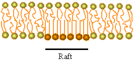 RAFTS Mεμβρανικοί σχηματισμοί εμπλουτισμένοι σε συγκεκριμένα λιπίδια, χοληστερόλη και πρωτεΐνες, που καταλήγουν