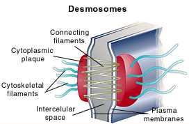 ΜΕΜΒΡΑΝΙΚΕΣ ΚΑΤΑΣΚΕΥΕΣ: ΔΕΣΜΟΣΩΜΑΤΑ Δημιουργία δεσμών μεταξύ των κυττάρων &