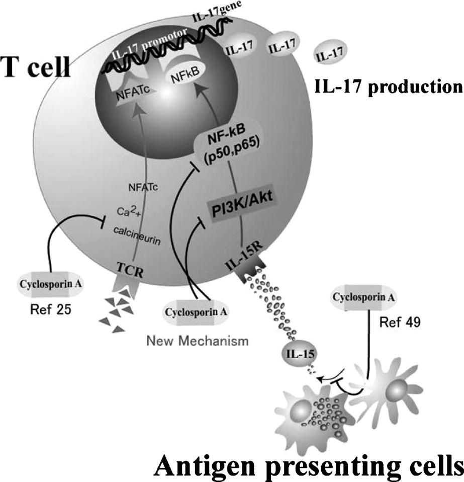 IL-17 από τα CD4 + T-κύτταρα Cho