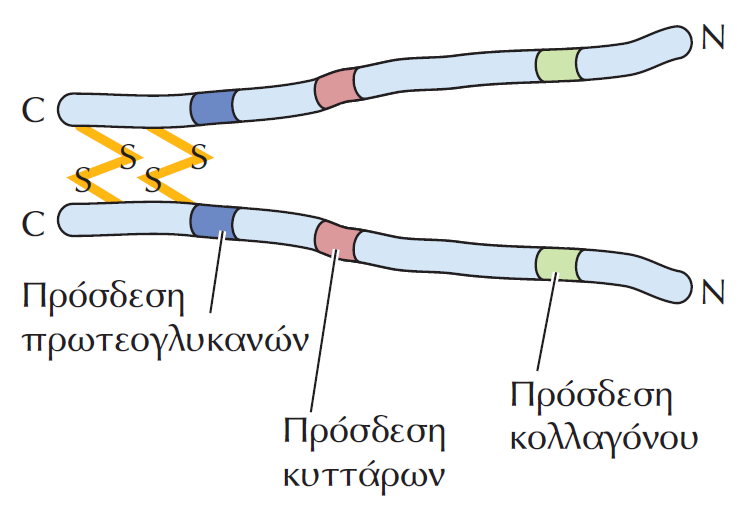 Οι ιντεγκρίνες προσδένουν τα ζωικά κύτταρα στις θέσεις εστιακής επαφής Οι ιντεγκρίνες προσδένουν τους ινοβλάστες με τον εξωκυττάριο χώρο (κυρίως το κολλαγόνο του εξωκυτταρίου χώρου) στις θέσεις