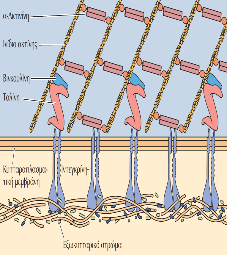 Οι ιντεγκρίνες προσδένουν τα ινίδια ακτίνης στο εξωκυττάριο στρώμα Οι θέσεις εστιακής επαφής σχηματίζονται μέσω της πρόσδεσης της εξωκυτταρίου επικράτειας των ιντεγκρινών σε πρωτεΐνες του