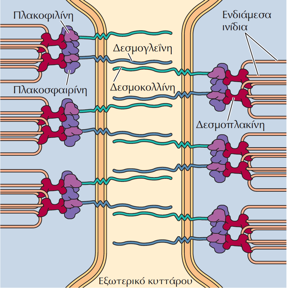 Τα δεσμοσωμάτια διασυνδέουν έμμεσα τα γειτονικά κύτταρα Τα δεσμοσωμάτια είναι οι διακυττάριες συνδέσεις που ενώνουν έμμεσα τα δίκτυα των ενδιαμέσων ινιδίων γειτονικών επιθηλιακών κυττάρων.