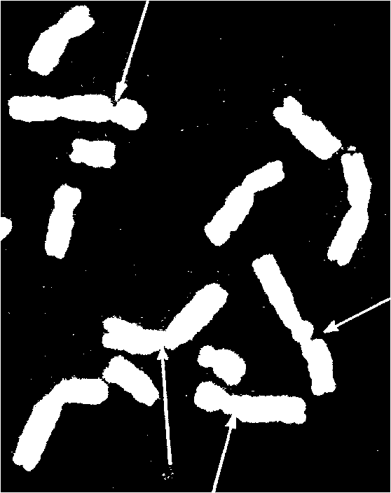 Inducirane mutacije-