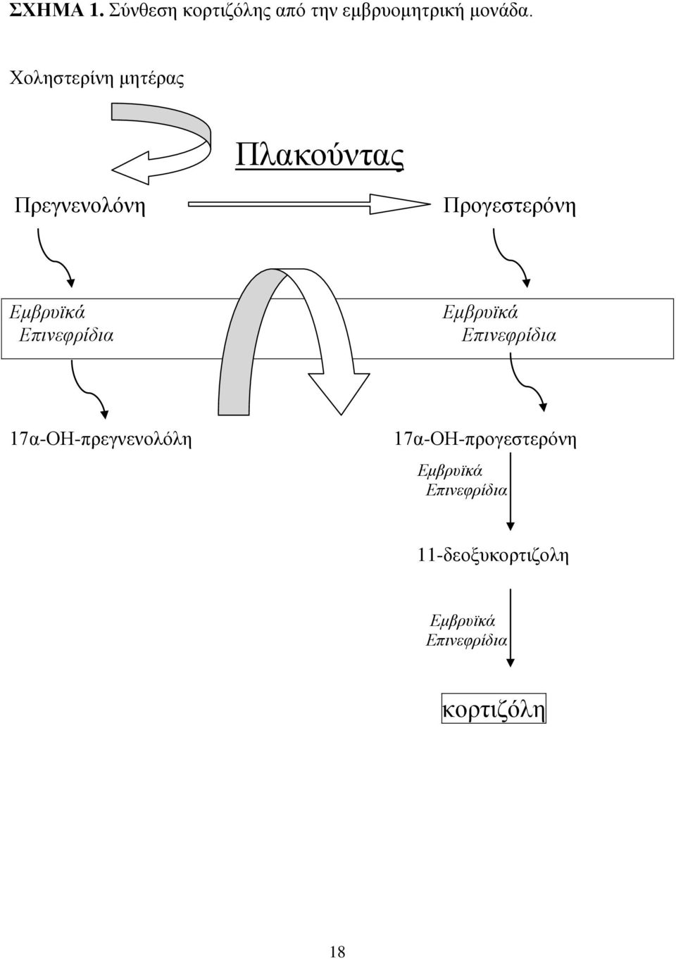 Επινεφρίδια Εμβρυϊκά Επινεφρίδια 17α-ΟΗ-πρεγνενολόλη