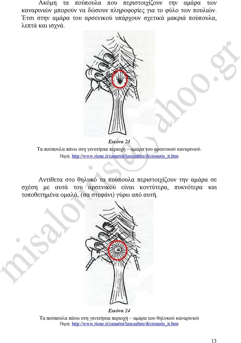 Πηγή: http://www.rione.it/canarini/lancashire/dizionario_it.