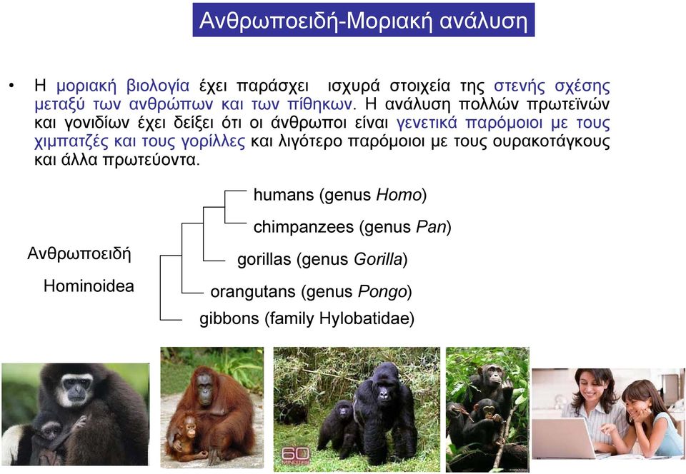 Η ανάλυση πολλών πρωτεϊνών και γονιδίων έχει δείξει ότι οι άνθρωποι είναι γενετικά παρόμοιοι με τους χιμπατζές και