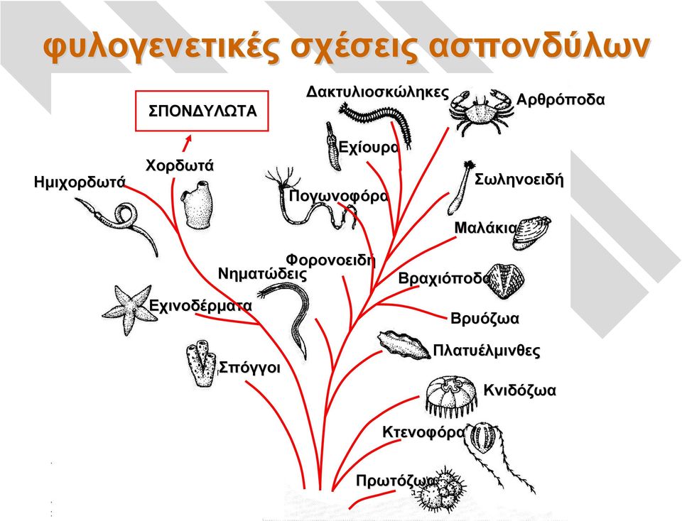 Πογωνοφόρα Σωληνοειδή Mαλάκια Eχινοδέρματα Φορονοειδή