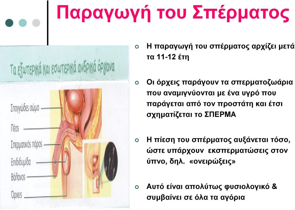 και έτσι σχηματίζεται το ΣΠΕΡΜΑ Η πίεση του σπέρματος αυξάνεται τόσο, ώστε υπάρχουν