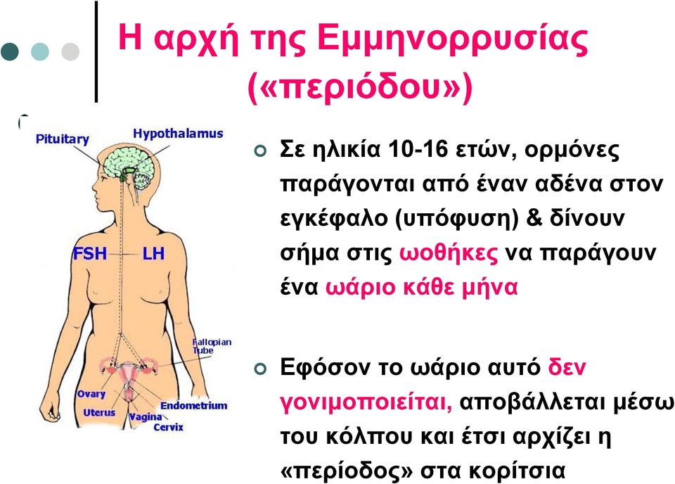 ωοθήκες να παράγουν ένα ωάριο κάθε μήνα Εφόσον το ωάριο αυτό δεν