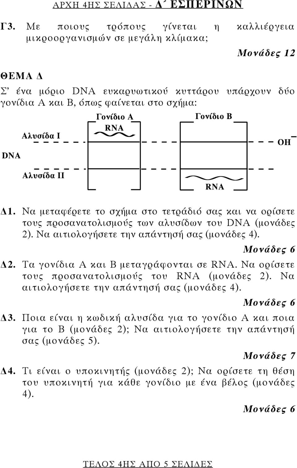 Να μεταφέρετε το σχήμα στο τετράδιό σας και να ορίσετε τους προσανατολισμούς των αλυσίδων του DNA (μονάδες 2). Να αιτιολογήσετε την απάντησή σας (μονάδες 4). 2. Τα γονίδια Α και Β μεταγράφονται σε RNA.