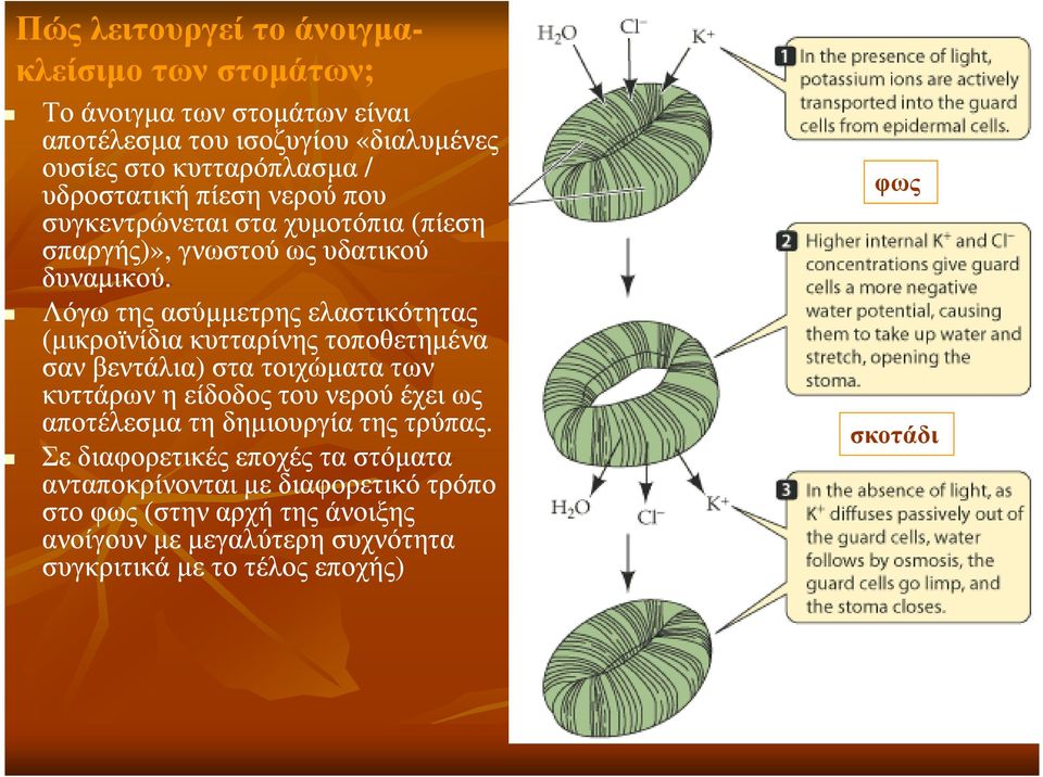 Λόγω της ασύµµετρης ελαστικότητας (µικροϊνίδια κυτταρίνης τοποθετηµένα σαν βεντάλια) στα τοιχώµατα των κυττάρων η είδοδος του νερού έχει ως αποτέλεσµα