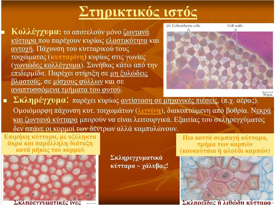 Παρέχει στήριξη σε µη ξυλώδεις βλαστούς,, σε µίσχους φύλλωνκαι σε αναπτυσσόµενα τµήµατα του φυτού. Σκληρέγχυµα: παρέχει κυρίως αντίσταση σε µηχανικές πιέσεις,, (π.χ. αέρας). Οµοιόµορφη πάχυνση κυτ.