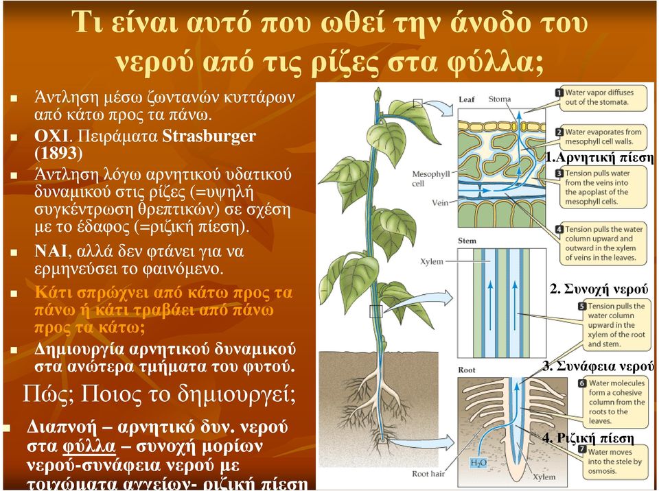 ΝΑΙ,, αλλά δεν φτάνει για να ερµηνεύσει το φαινόµενο.