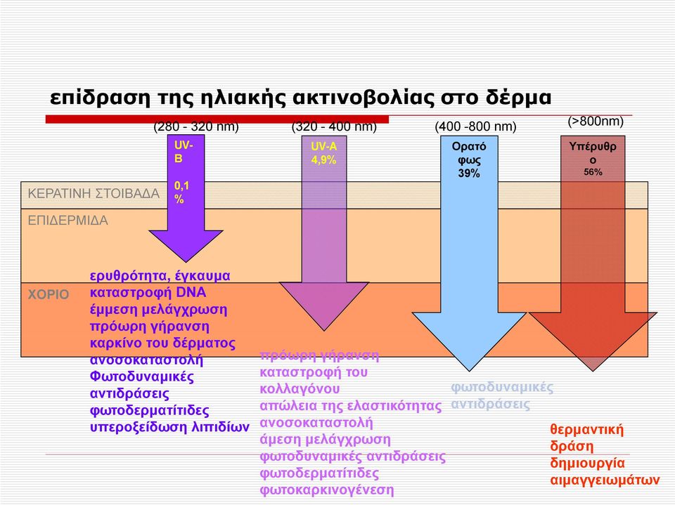 Φωτοδυναμικές αντιδράσεις φωτοδερματίτιδες υπεροξείδωση λιπιδίων πρόωρη γήρανση καταστροφή του κολλαγόνου απώλεια της ελαστικότητας