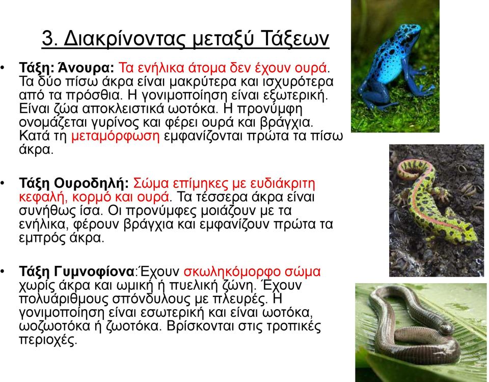 Σάμε Οπξνδειή: ώκα επίκεθεο κε επδηάθξηηε θεθαιή, θνξκό θαη νπξά. Σα ηέζζεξα άθξα είλαη ζπλήζσο ίζα.