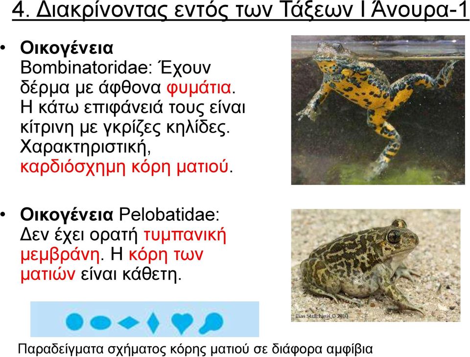 Υαξαθηεξηζηηθή, θαξδηόζρεκε θόξε καηηνύ.